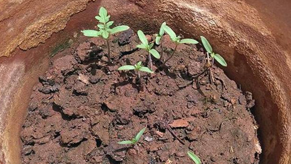 CIC Event Mridula Ramesh